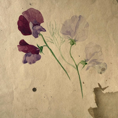 Pair French Watercolors