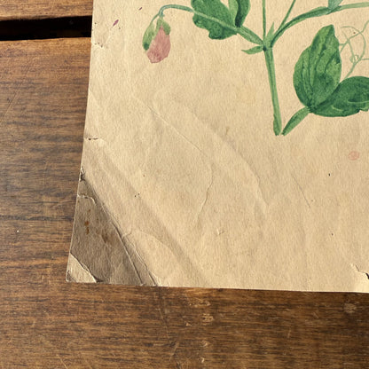 Pair French Watercolors